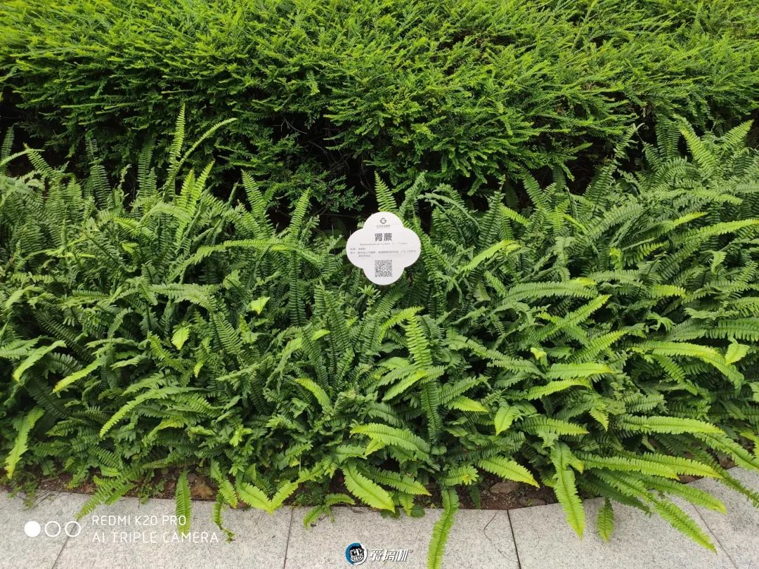 写真サンプル5｜Redmi K20 Pro レビュー