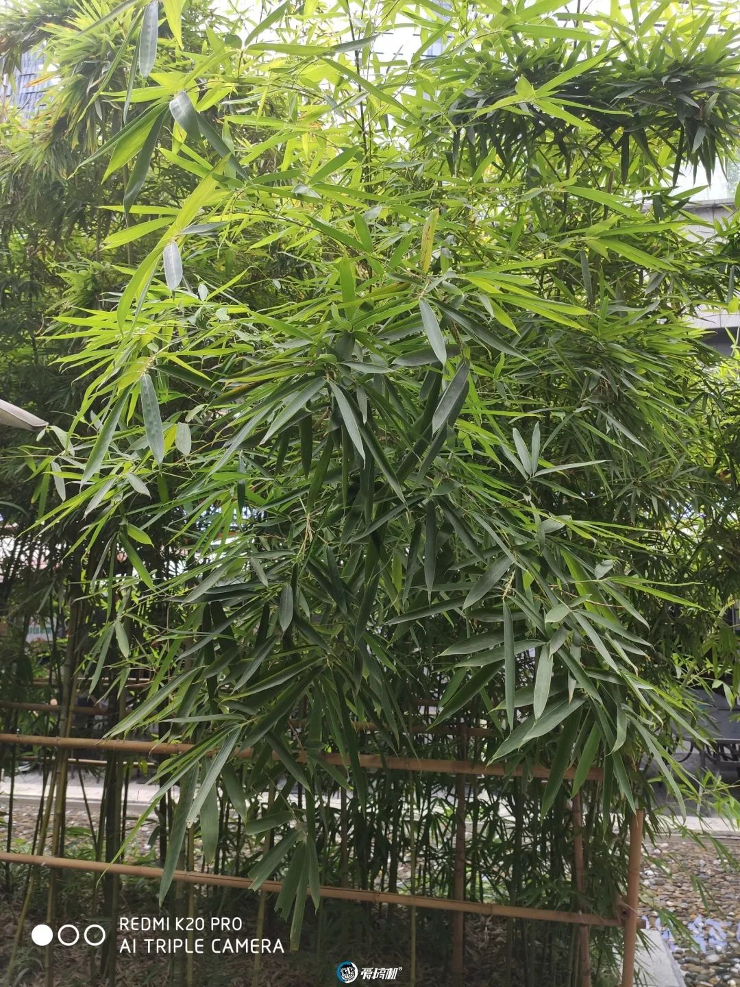 写真サンプル2｜Redmi K20 Pro レビュー