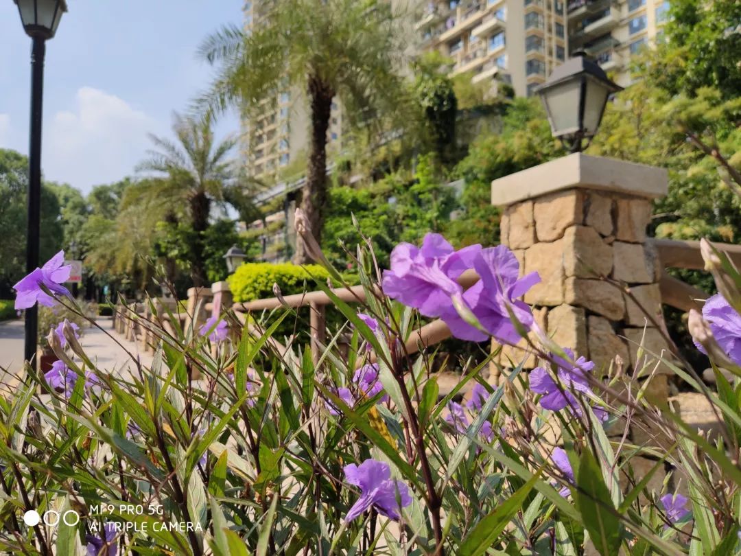 Xiaomi 9 Pro 撮影写真サンプル③