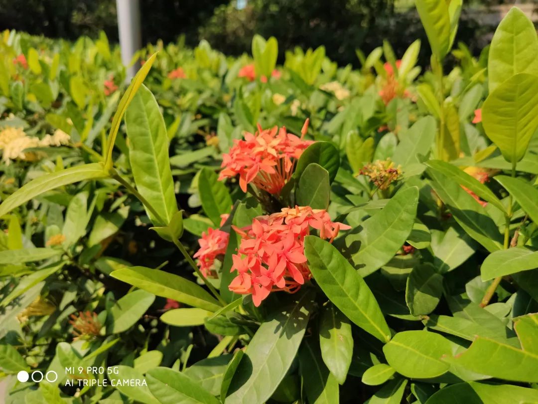 Xiaomi 9 Pro 撮影写真サンプル④