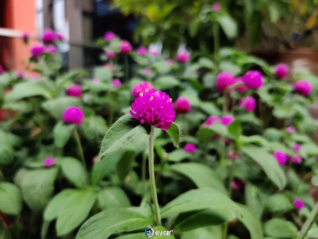 昼間写真サンプル①｜OnePlus 7T レビュー