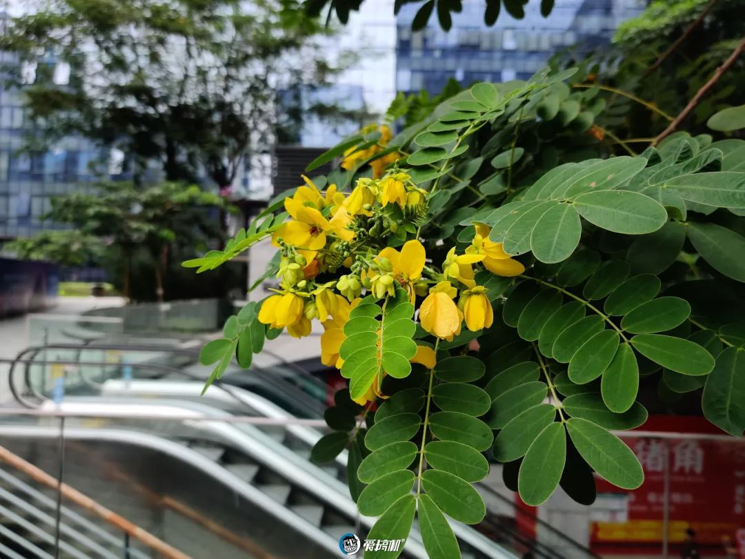 昼間写真サンプル②｜OnePlus 7T レビュー