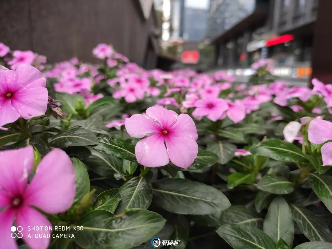 Redmi K30 撮影写真サンプル⑤