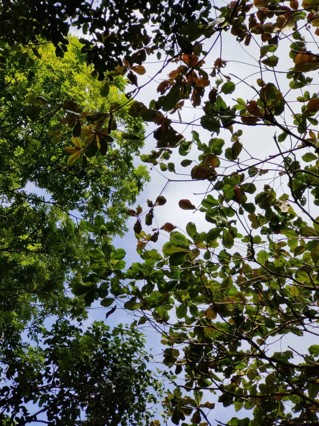 2倍望遠モード撮影写真サンプル④