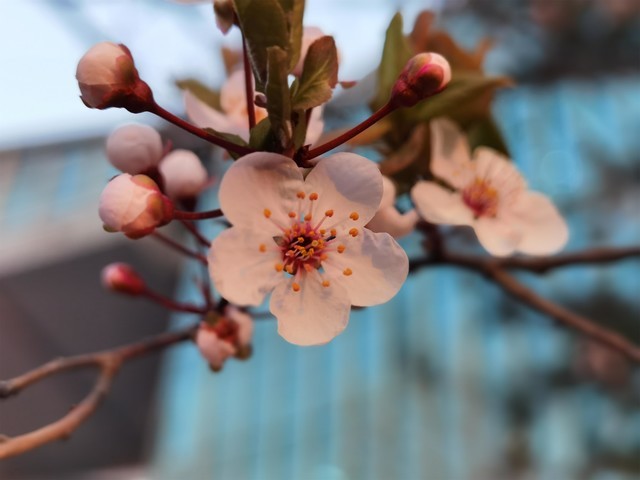 Huawei P40 Proのディフォルトモード撮影写真のサンプル